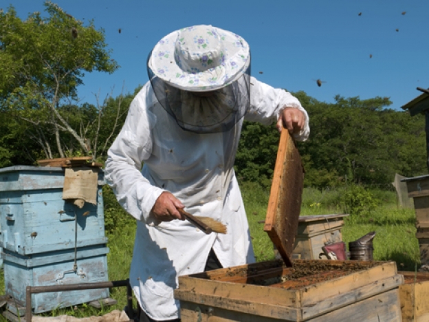 joue les tours apiculteur